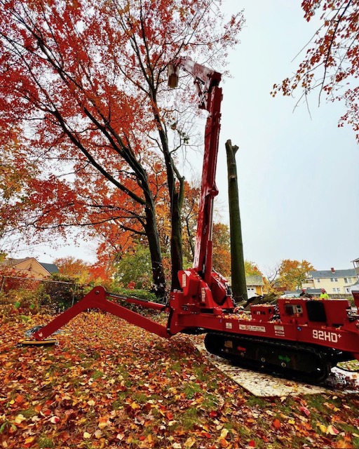 Tree Removal Service