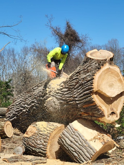 ALX Tree Service Professional