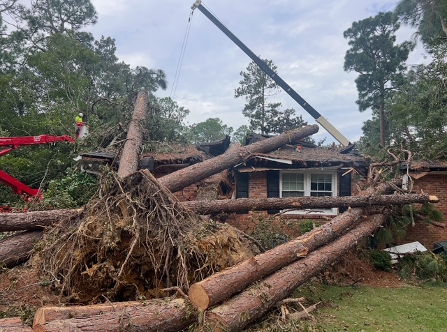 Tree Removal Service