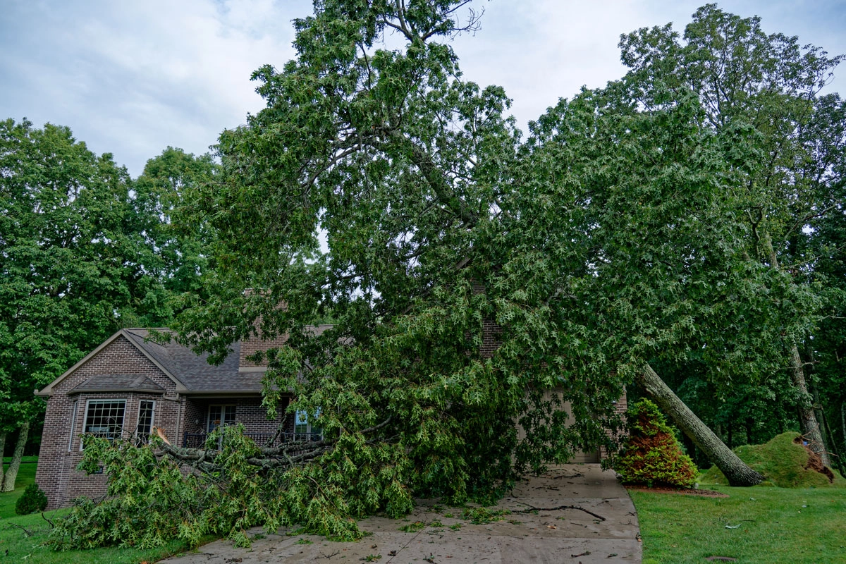 Tree Removal Service