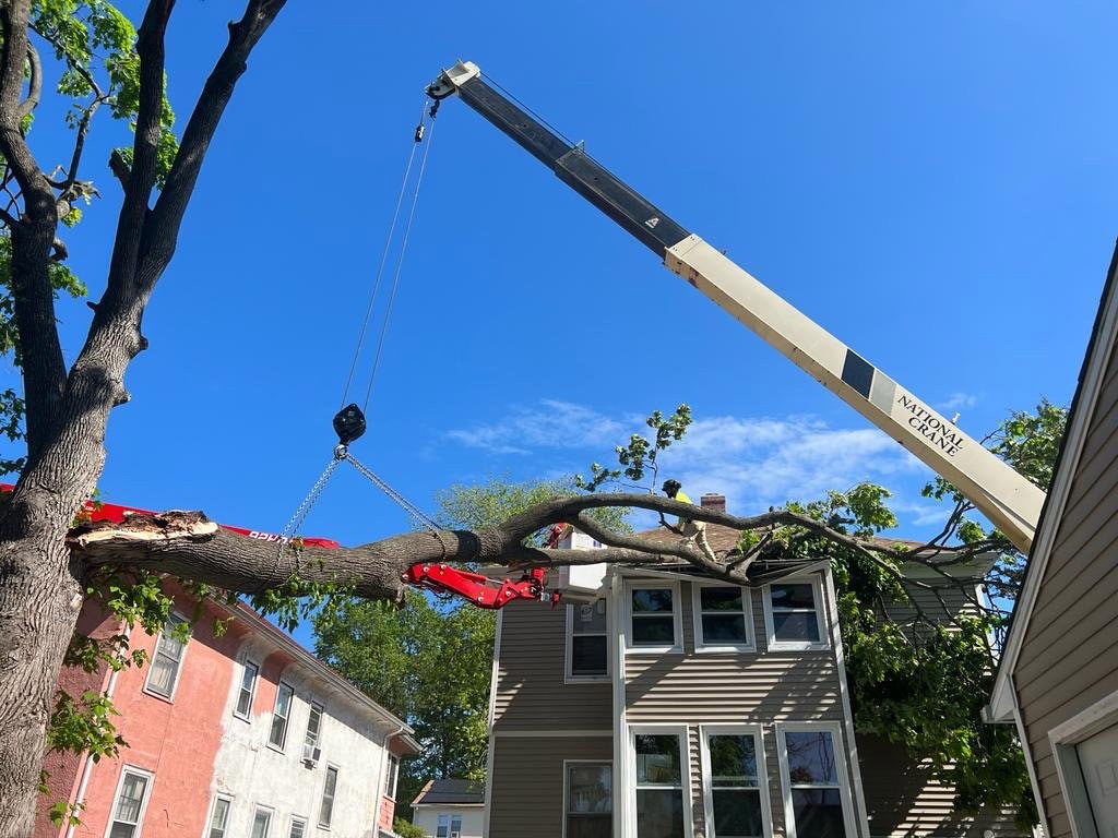 ALX Tree Service - Tree Removal
