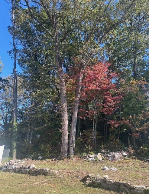 Spring 2026 Tree Care in West Hartford: Checklist